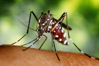 азиатские тигровые комары (Aedes albopictus)