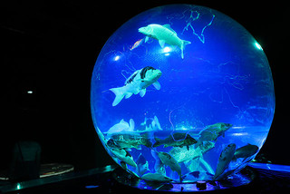 токио открытие арт-аквариум
