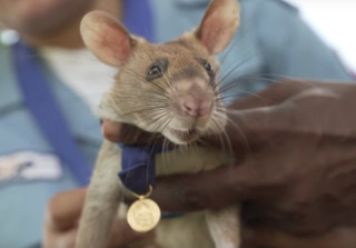 великобритания награда сумчатая крыса магава поиск мина