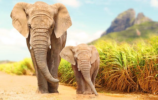 зимбабве причина гибель слон заболевание