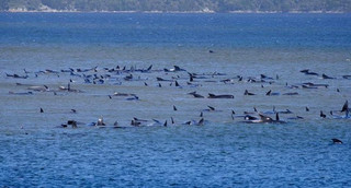 юг австралия мель дельфин-гринд