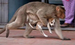 обезьяна опека бродячий щенок индия