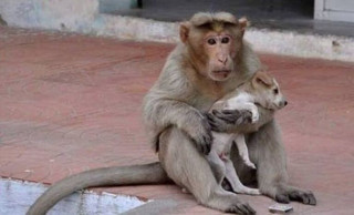 обезьяна опека бродячий щенок индия