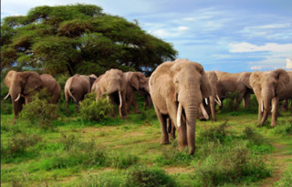 африка слон