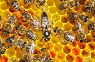 пчеловодство матка