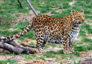 сафари-парк китай побег леопард