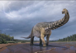 австралия, динозавр купер австралотитан