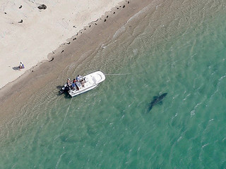 красное море акула укус турист
