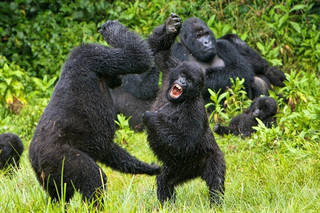 шимпанзе нападение горилла