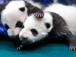 франция панда рождение детеныш