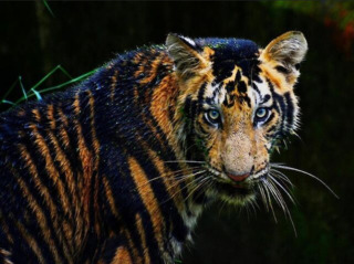 чёрный тигр индия