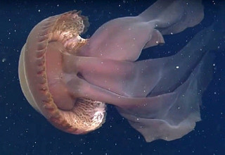 Stygiomedusa gigantea медуза