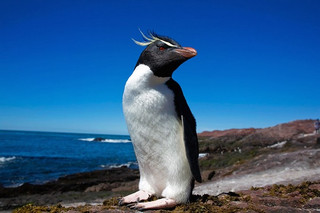 чубатий пінгвін