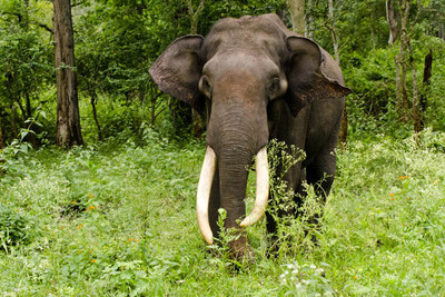 Первый индийский слон