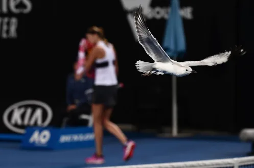 теннис матч мельбурн чайка