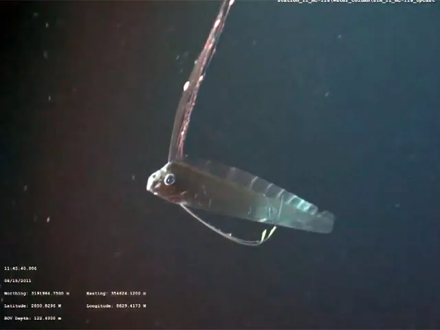 Ученые засняли гигантское "морское чудовище" на ВИДЕО в естественной среде обитания