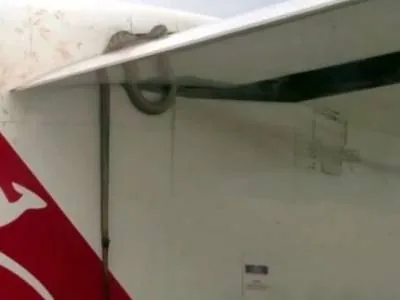 После полета на крыле пассажирского авиалайнера трехметровый австралийский питон погиб. ВИДЕО После полета на крыле пассажирского авиалайнера трехметровый австралийский питон погиб. ВИДЕО