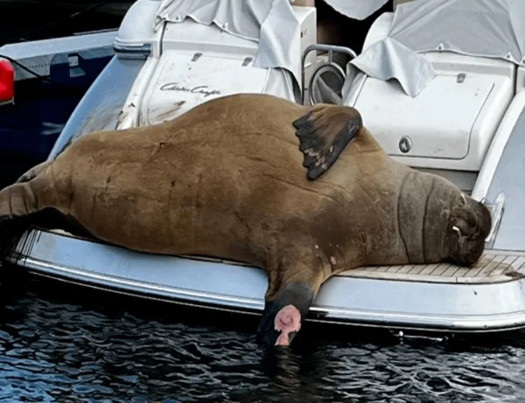 Приспати моржиху можуть у Норвегії