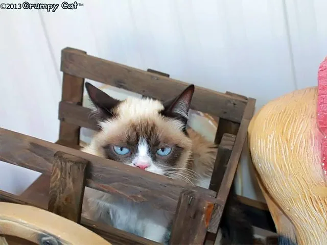 Кошка Grumpy Cat, известный герой интернета - снимется в семейной комедии