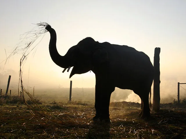 На дикого слона-убийцу, нападающего на деревни, охотится непальская армия На дикого слона-убийцу, нападающего на деревни, охотится непальская армия