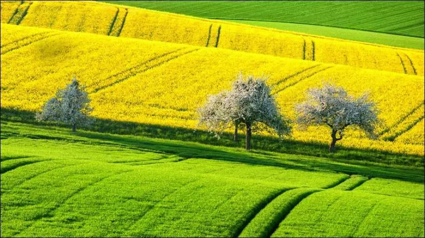 українське поле після збору врожаю та зернова техніка