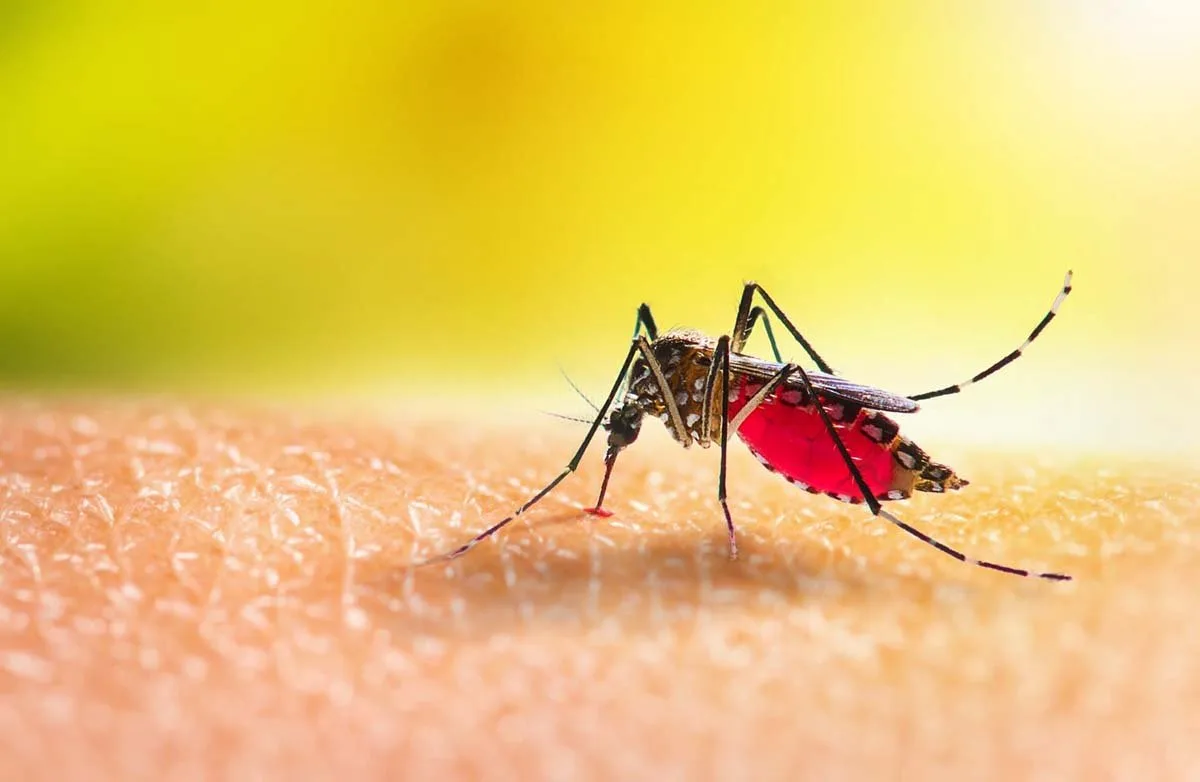 чому комарі кусають одних частіше, комарі, шкіра, запах, Aedes aegypti, наука
