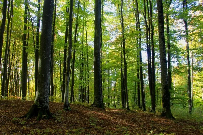 Німеччина 10 млн євро букові праліси ЮНЕСКО
