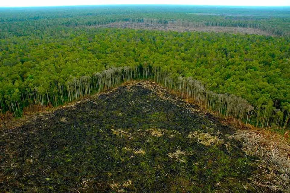 Верховний суд Бразилія Амазонія соєвий мораторій, Бразилія, Амазонія, Верховний суд, соєвий мораторій, корінні народи