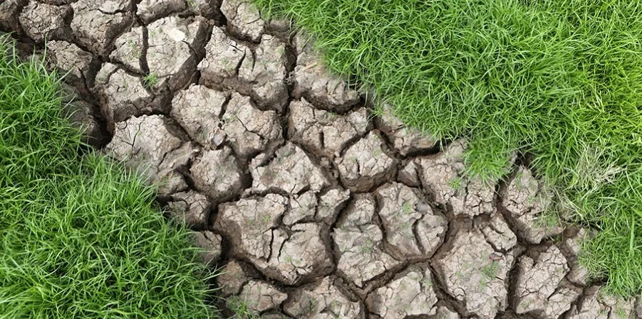 Засушене кукурудзяне поле в Європі під час літньої спеки